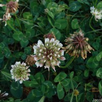 Trifolium repens L.